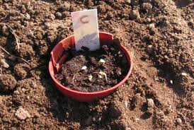 جدا کردن واریته های مختلف گیاهان پیازی با روش کاشت گلدان در خاک 